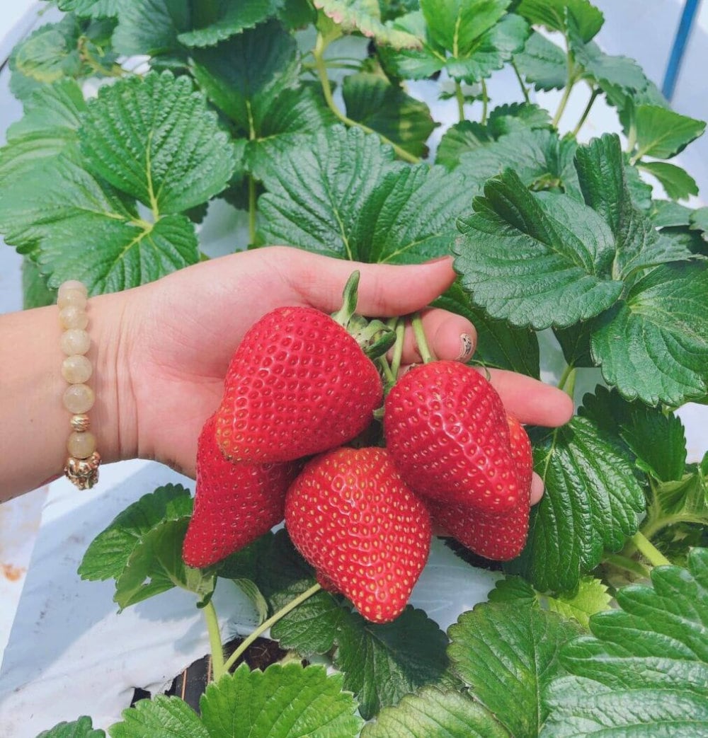Du khách nên mua dâu tây về làm quà cho người thân